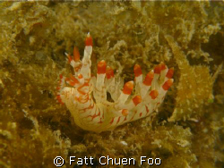 Asian Bornella Nudibranch, Perhentian Islands, Malaysia by Fatt Chuen Foo 